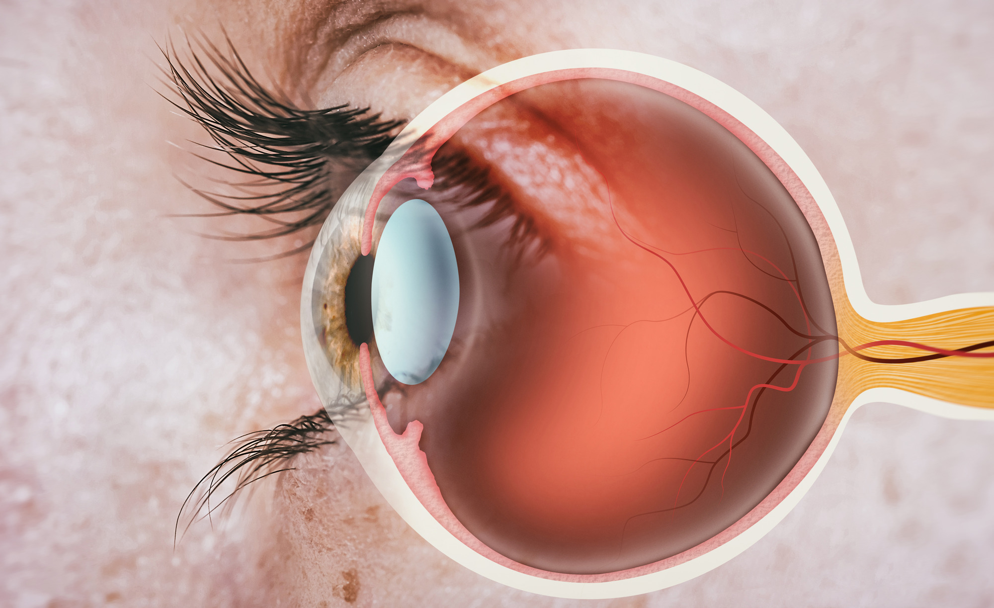Retinal Health: Everything You Need to Know
